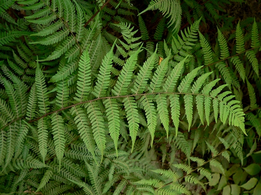 {Athyrium asplenioides}